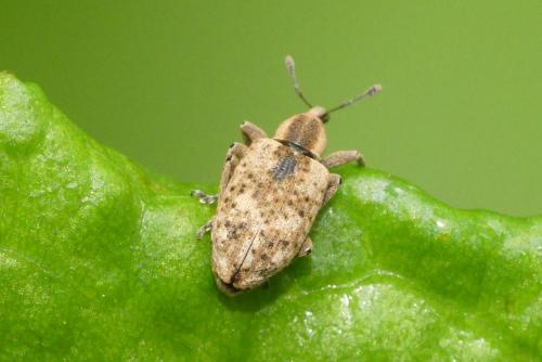 Réf. 282 646 : Hypera rumicis